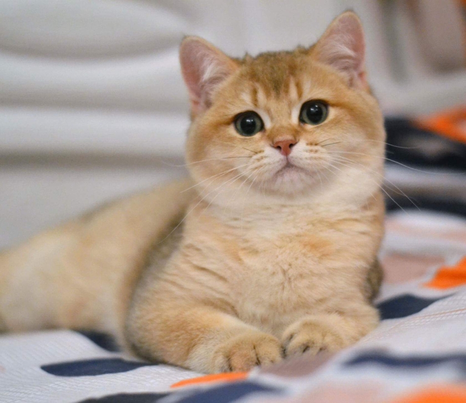 Шотландская короткошерстная Золотая шиншилла
