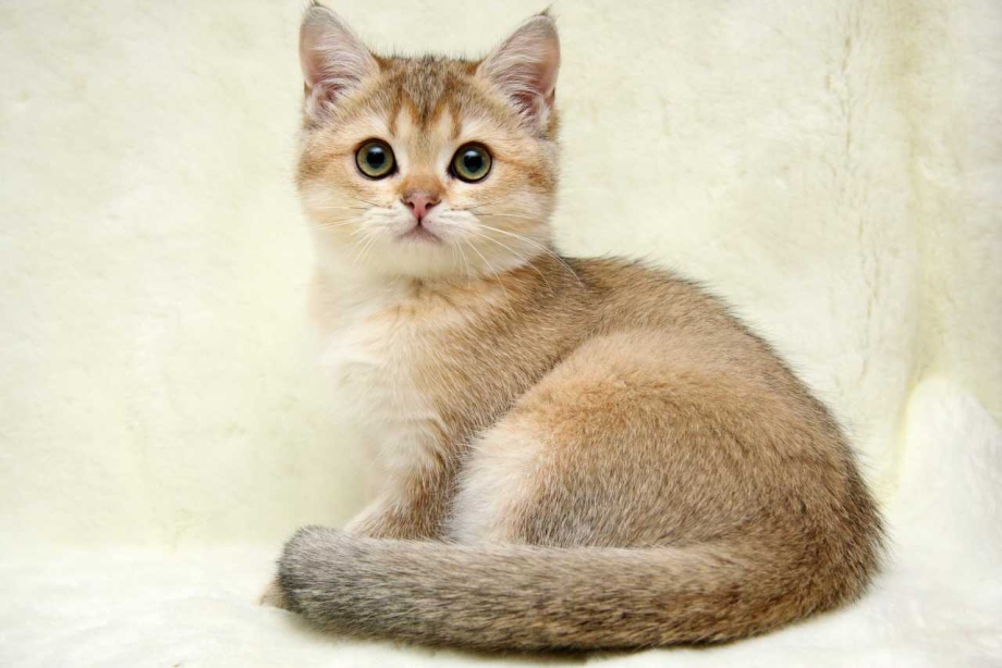 Британская короткошёрстная кошка шиншилла золотистая