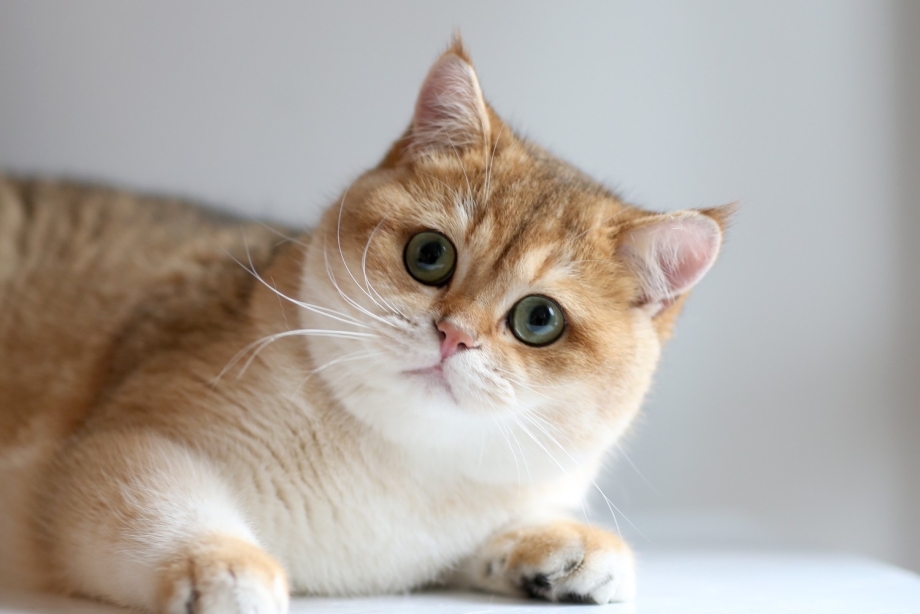 Британская кошка Золотая шиншилла