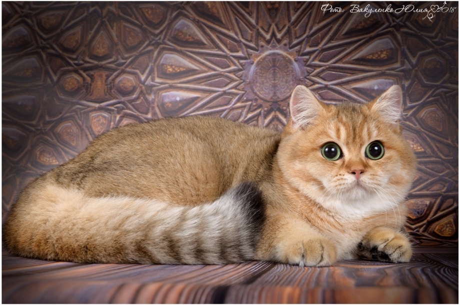 Британский кот Золотая шиншилла