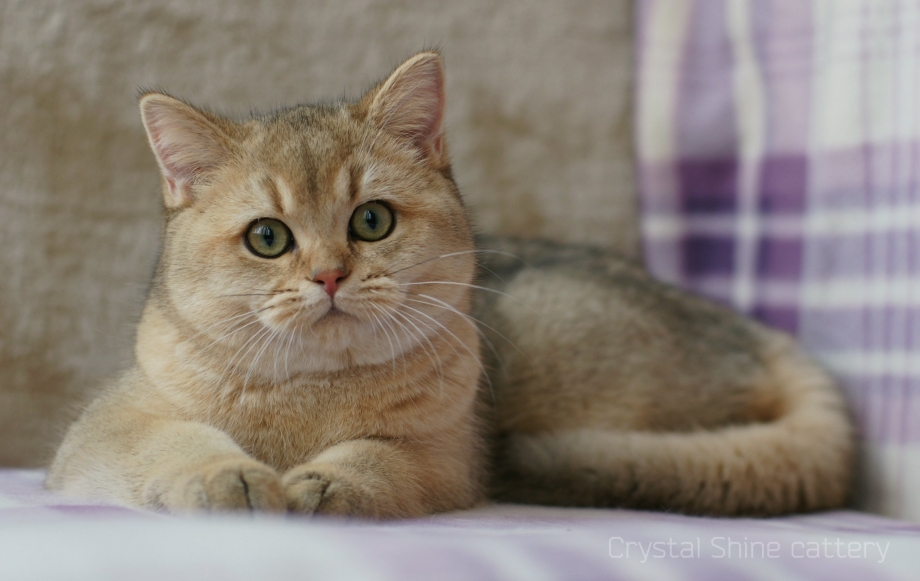 Британская короткошёрстная кошка шиншилла золотистая
