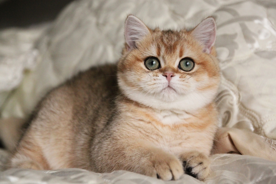 Британская короткошёрстная кошка шиншилла золотистая