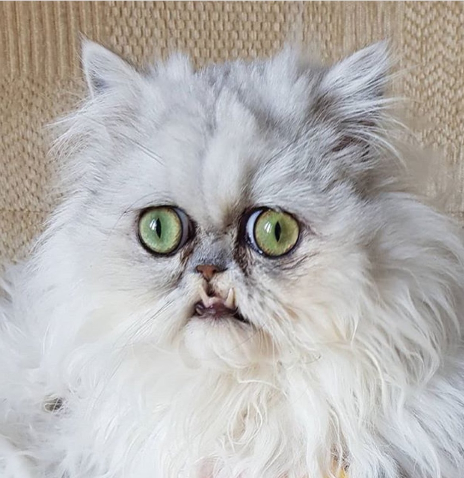 Персидский кот Уилфред