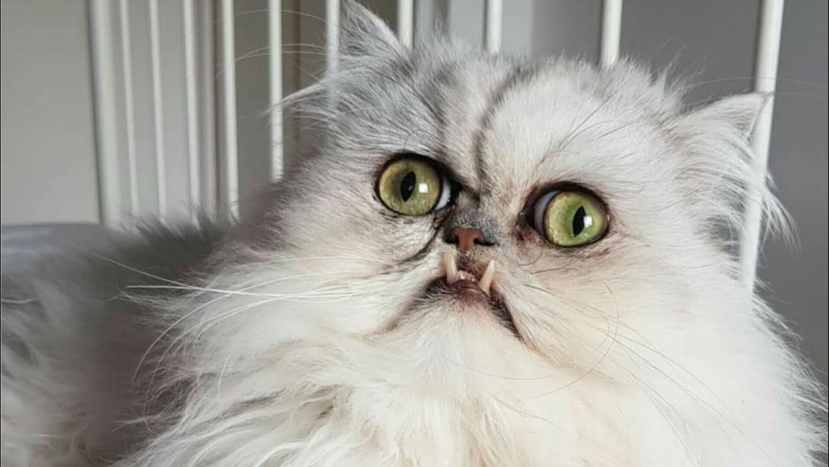 Страшный кот