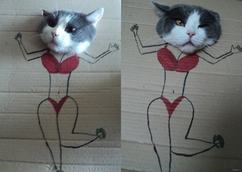 Кот картинка ржака