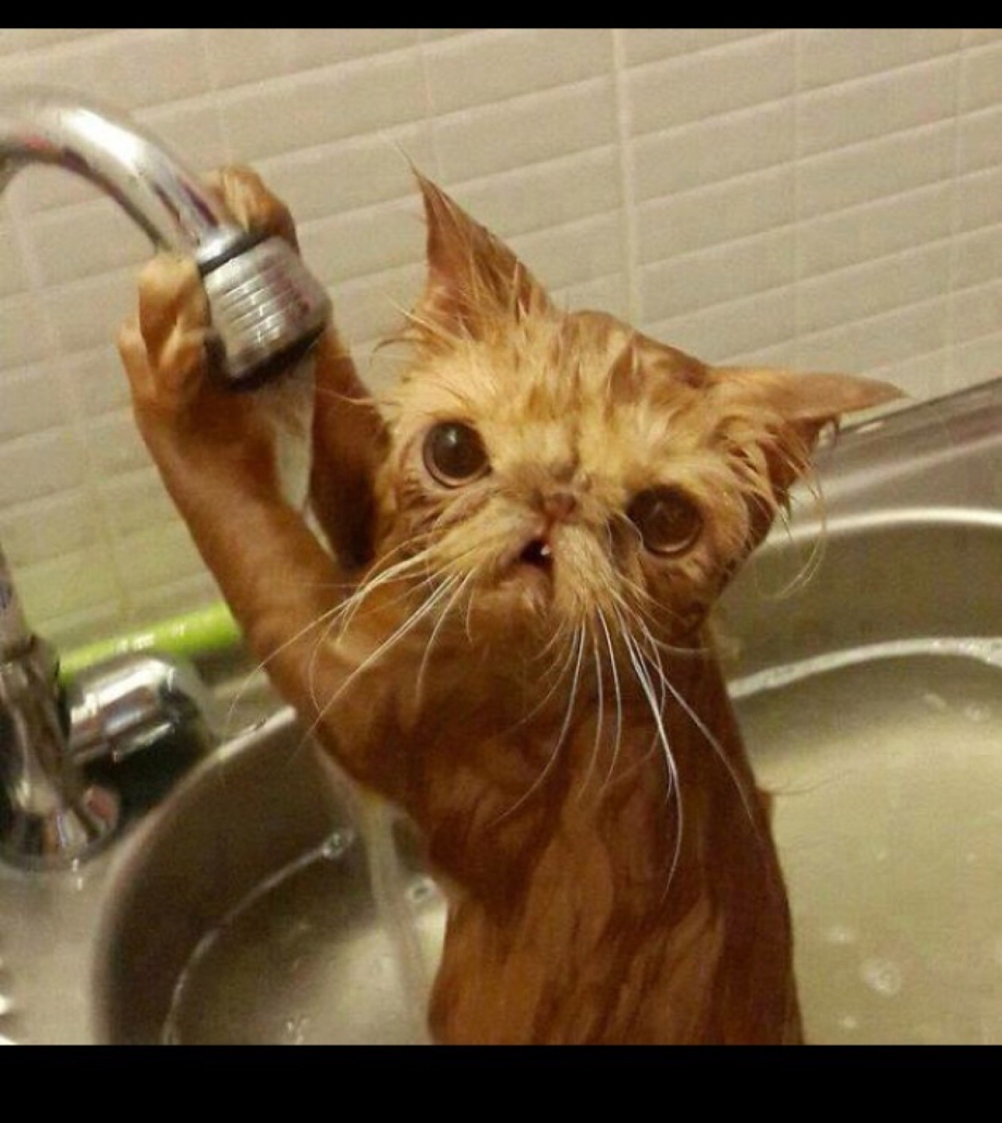 Кот прикол