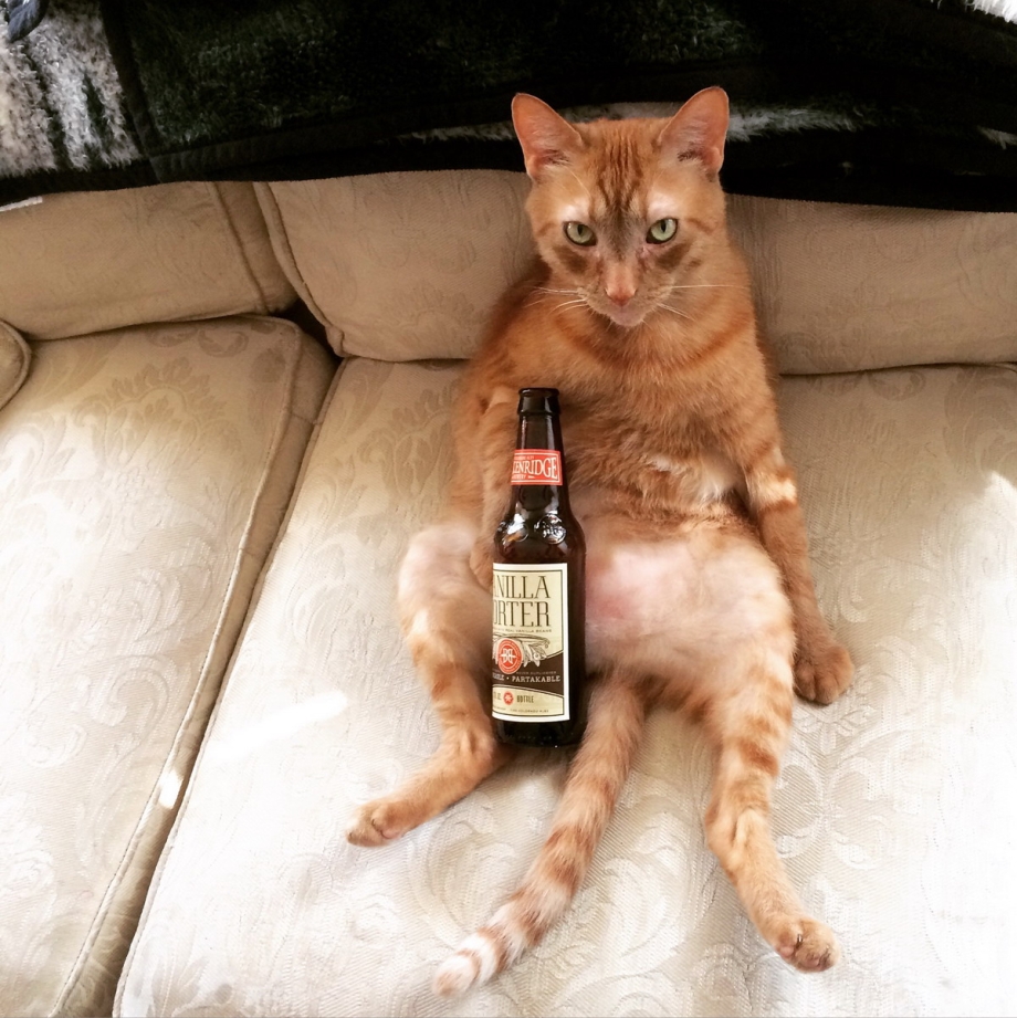 Хохмы с котами