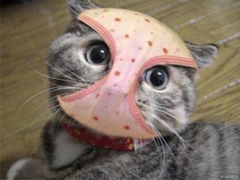 Смешная кошка в трусах