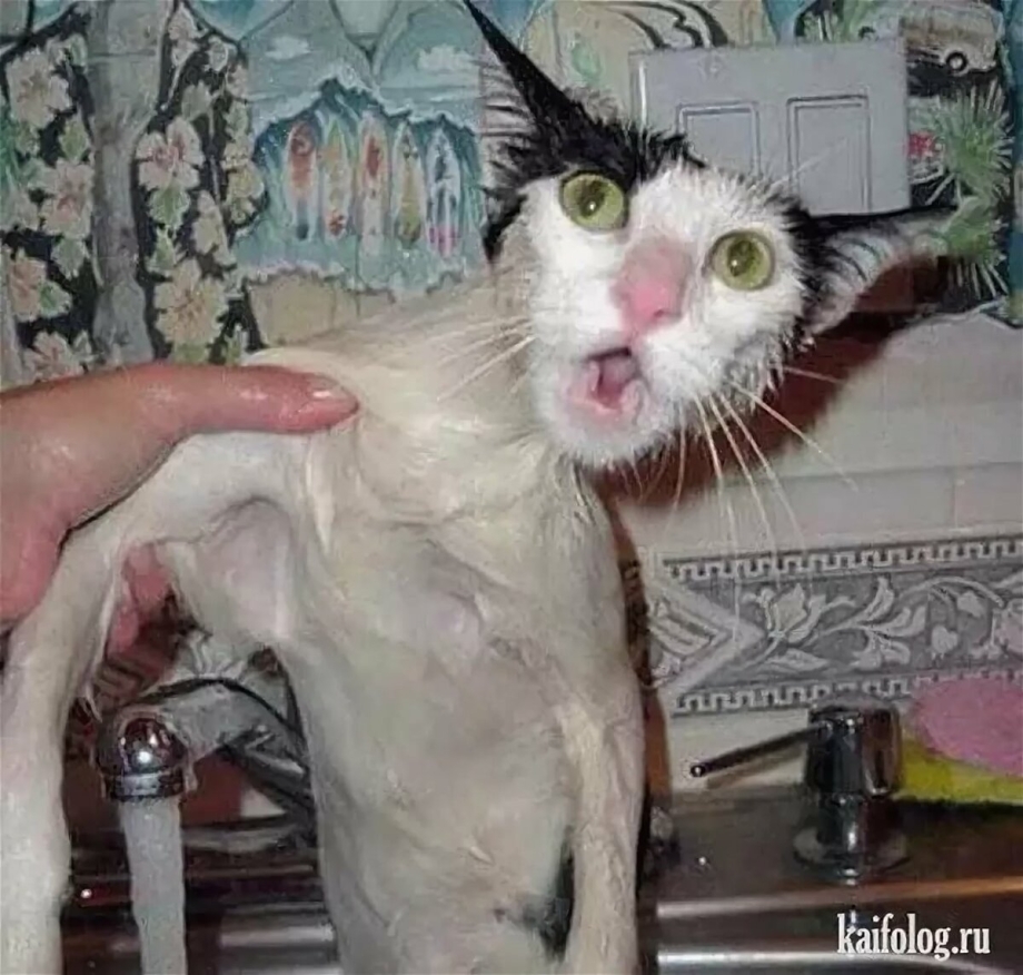 Смешные коты ржака