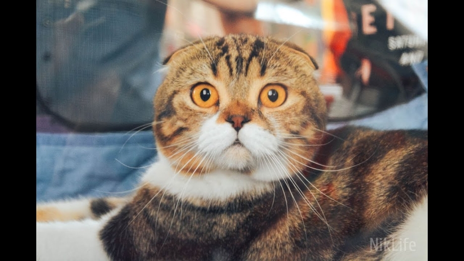 Коты смешные перекошаные