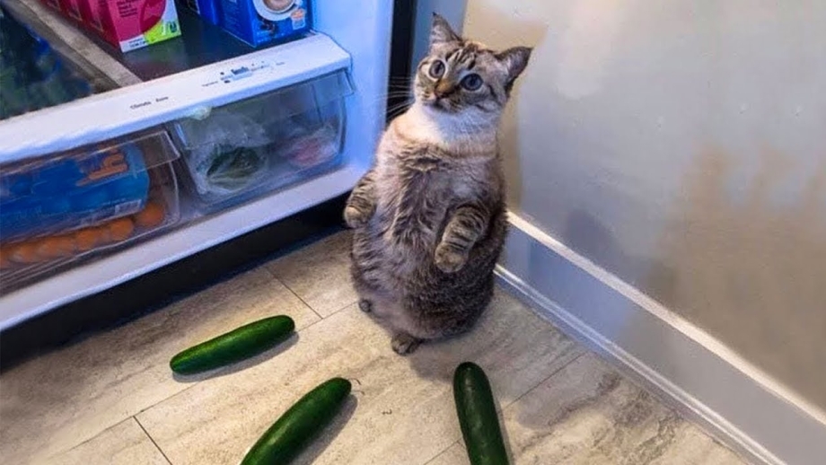Смешной кот ржака
