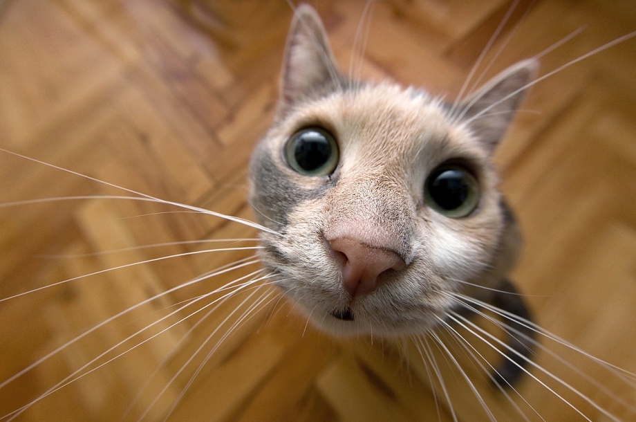 Смешные кошки