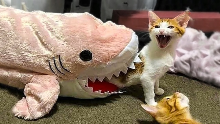 Смешные коты до слёз