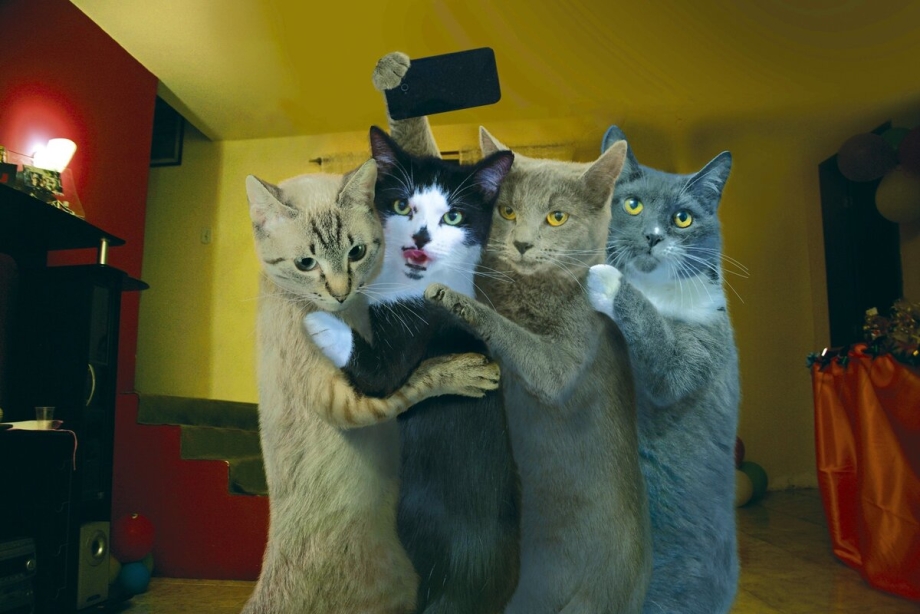 Коты веселятся
