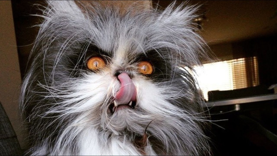 Коты угар
