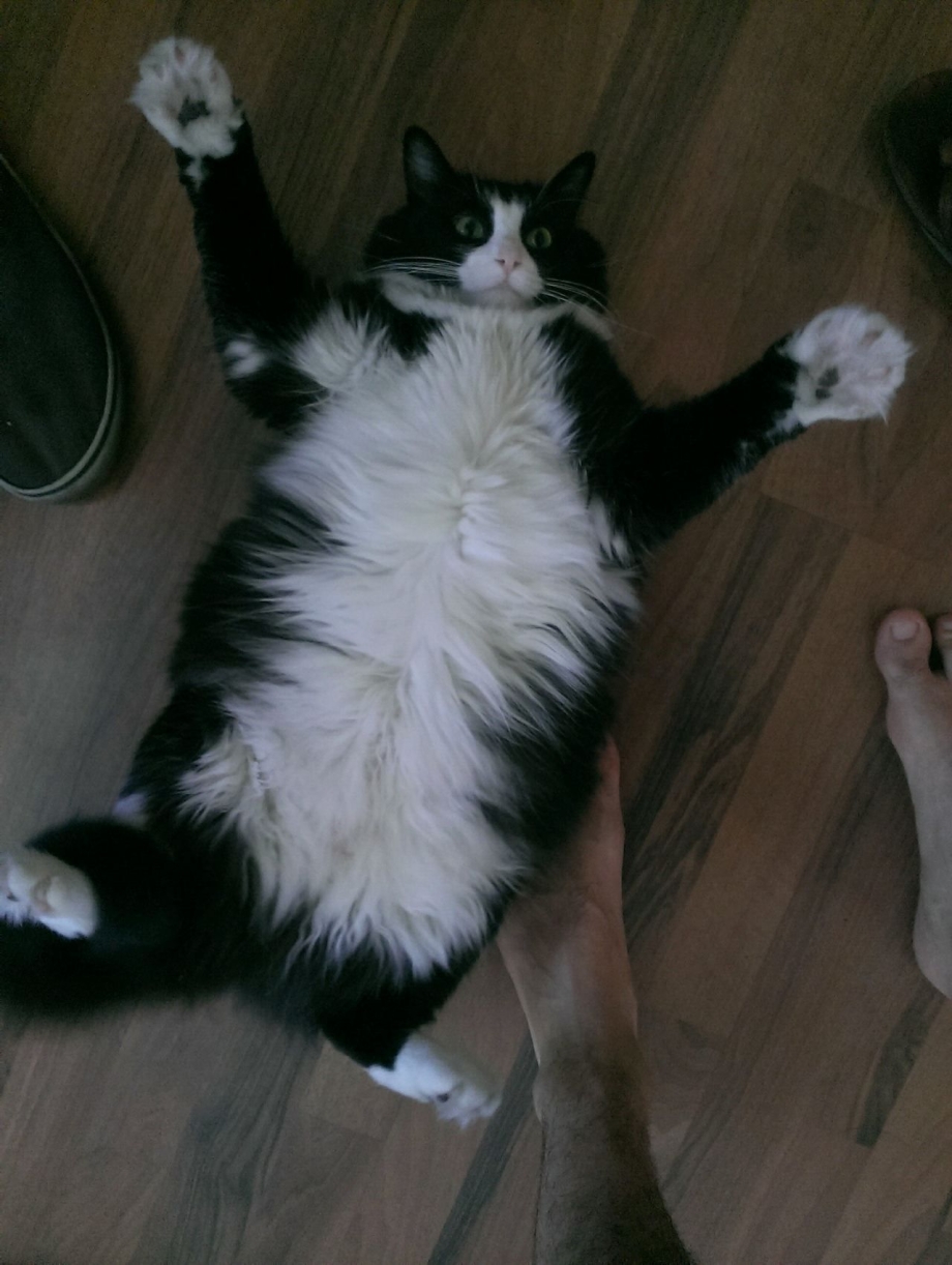 Кошка ржака