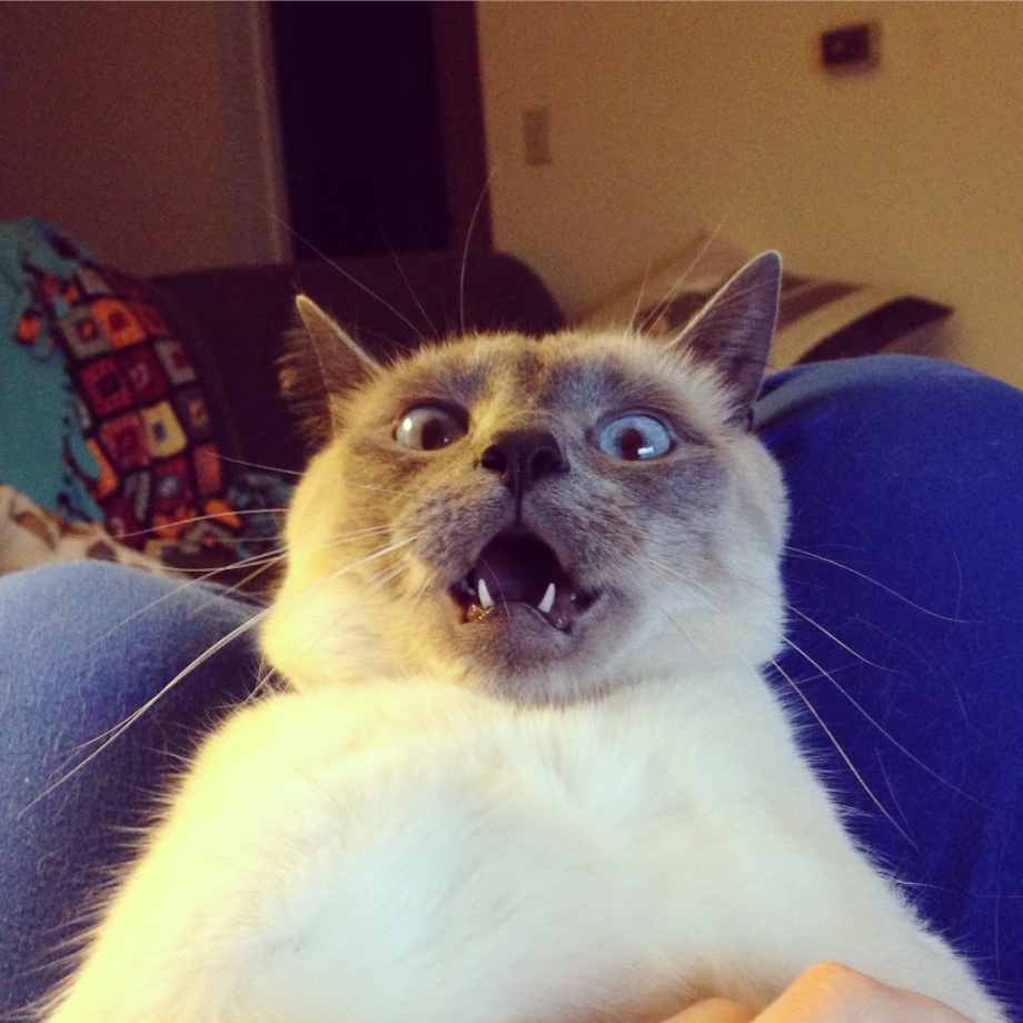 Котенок ржака