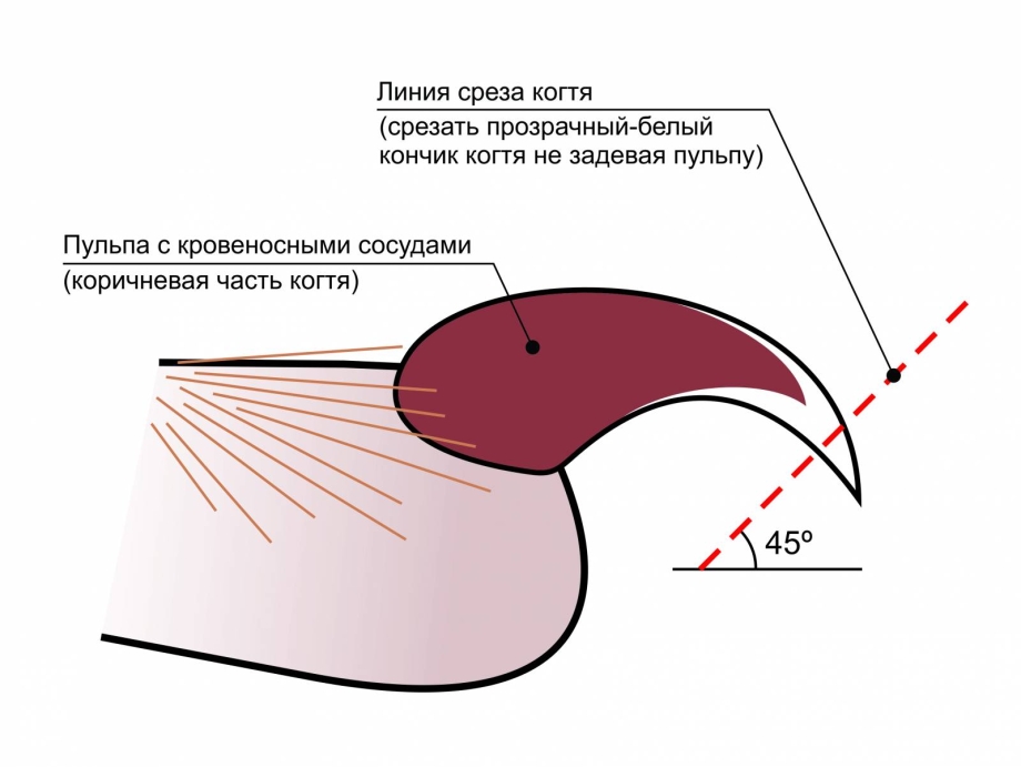 Мягкие лапки для кошек операция