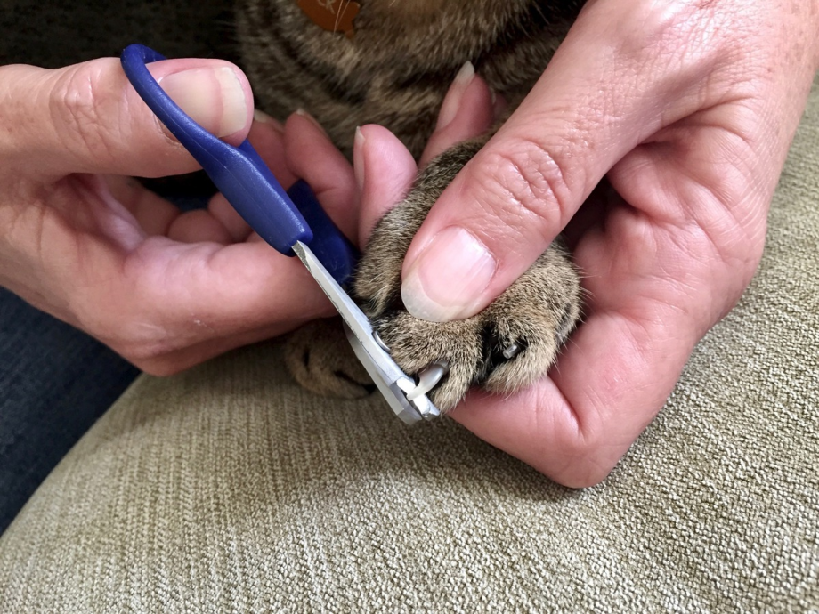 Подстригание когтей у кошек