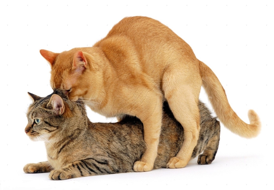 Кошки занимаются
