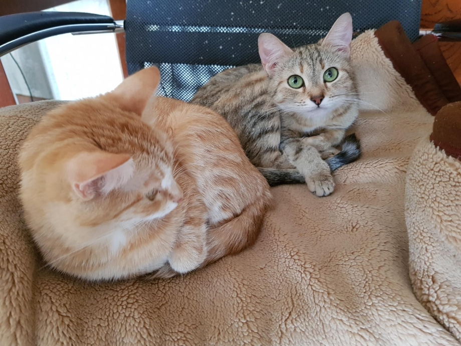 Вязка кота и кошки