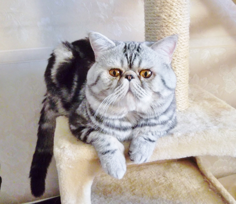 Мраморный экзотический кот