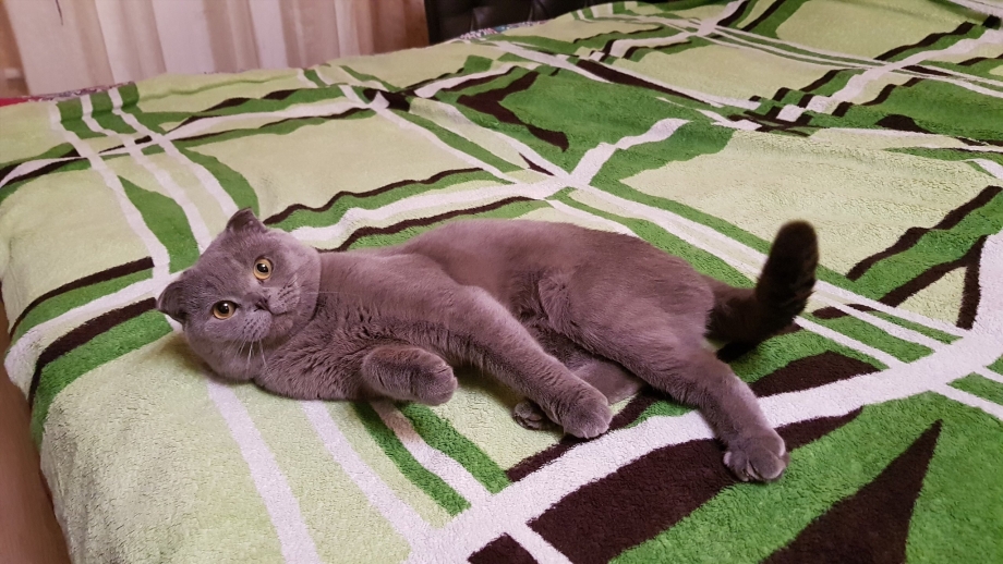 Вязка котов