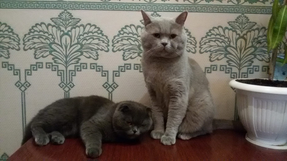Котята британцев вязка