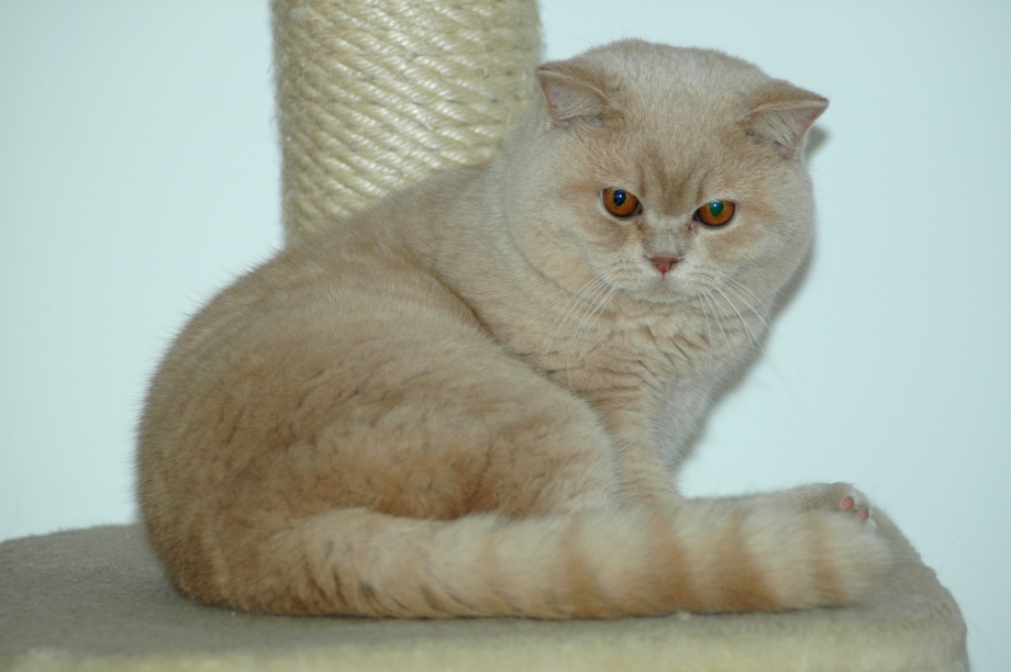 Рыжий кот для вязки
