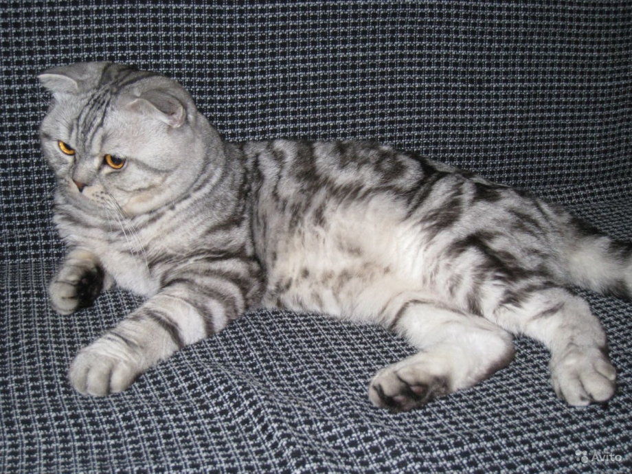 Кот шотландец прямоухий серый