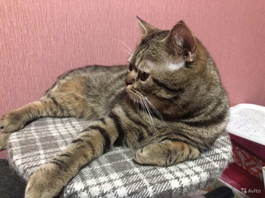 Вязка кошек город Курск