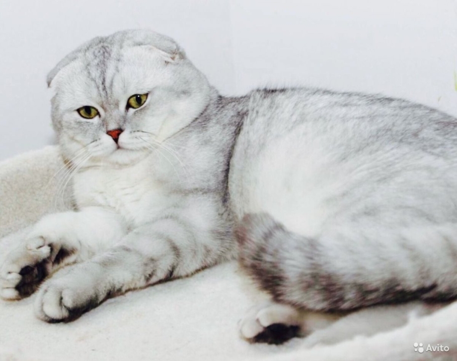 Прямоухий шотландец кот для вязки
