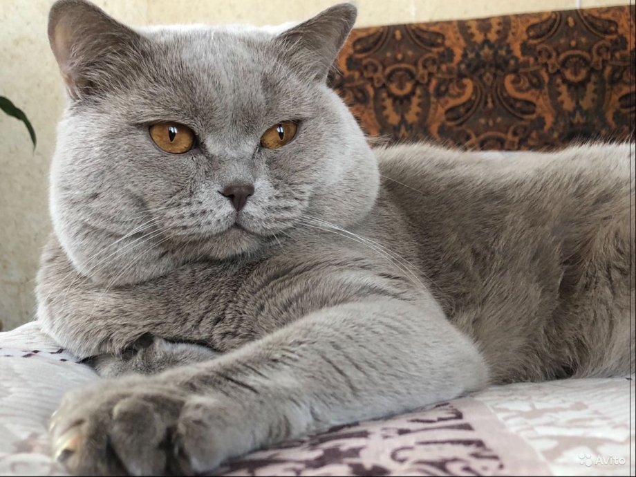 Спаривание кошек