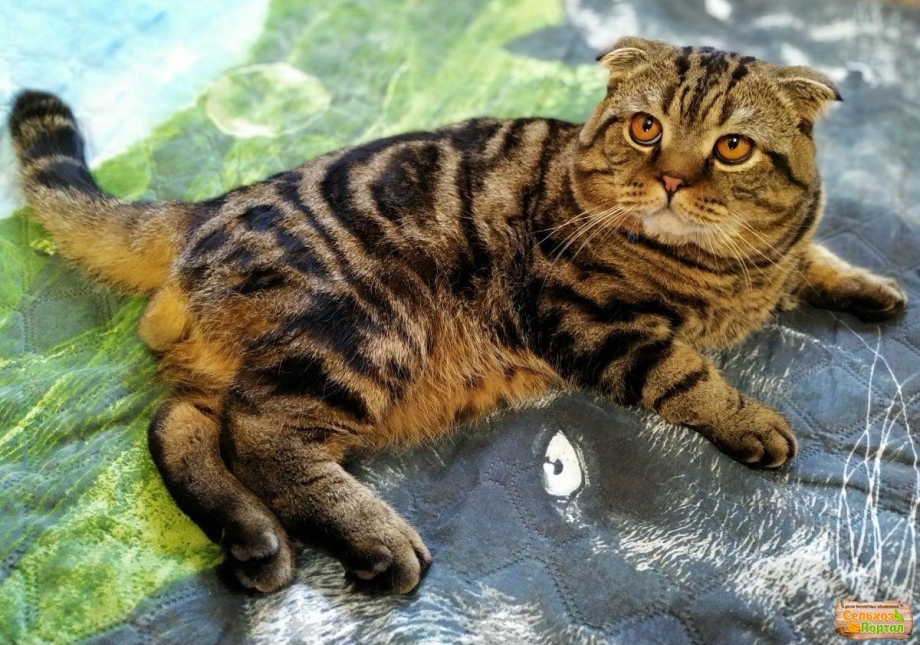 Вязка британских кошек