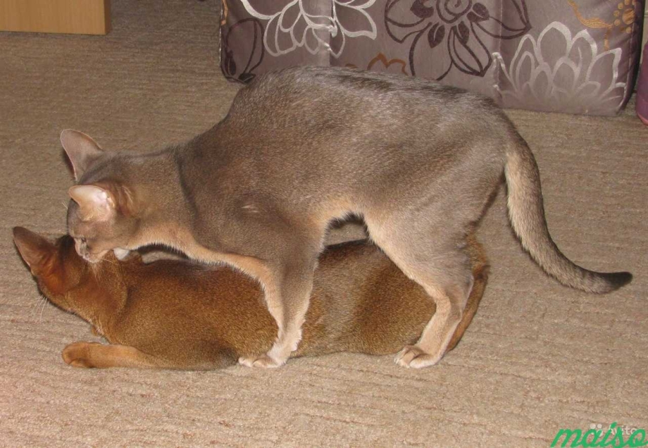 Кошачья вязка