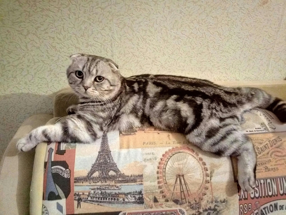 Кошки занимаются