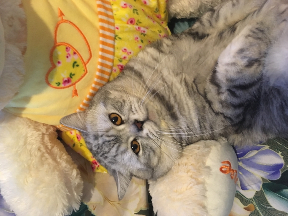 Вязка котов и кошек Шотландская