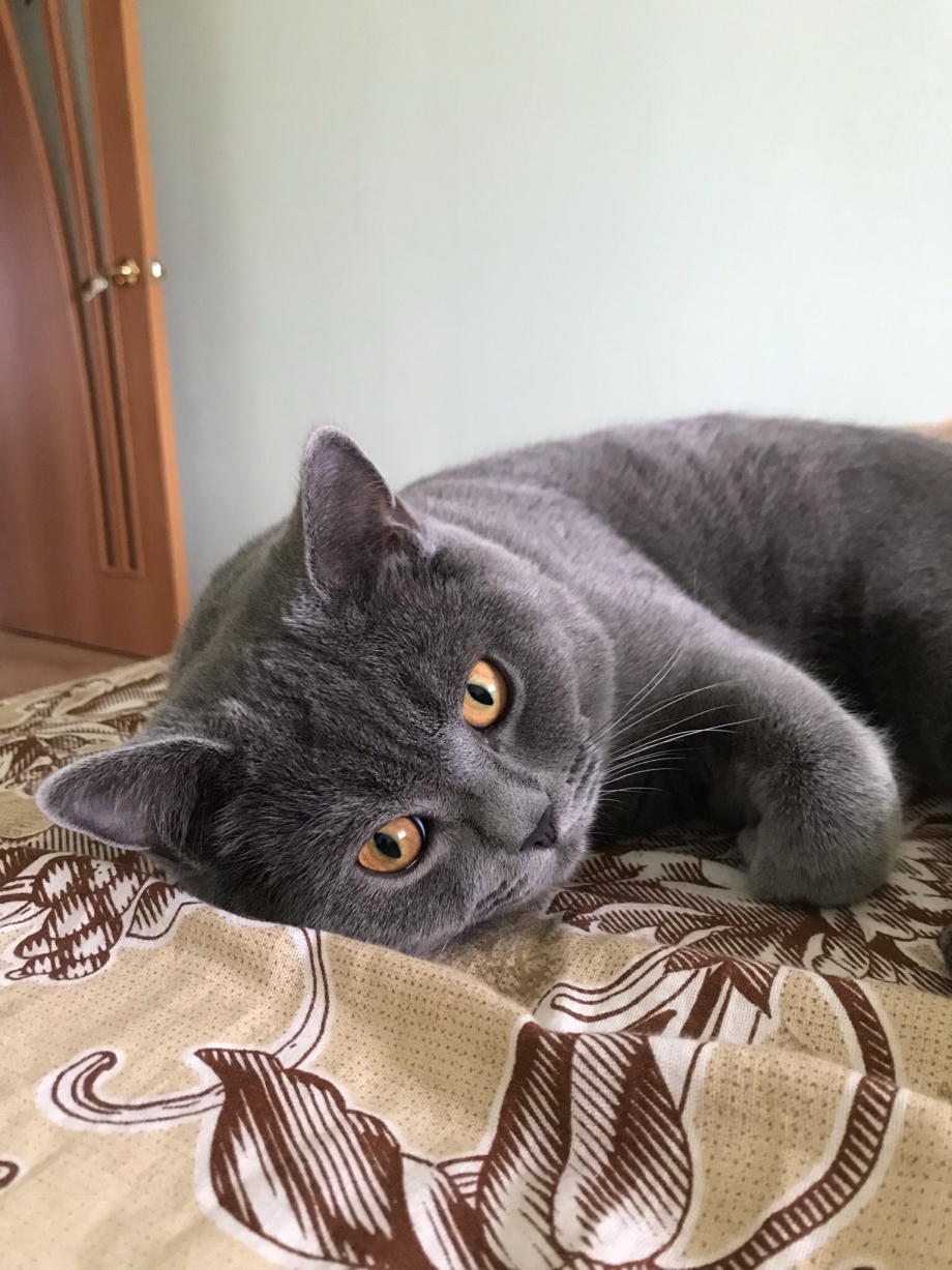 Вязка кошек: советы