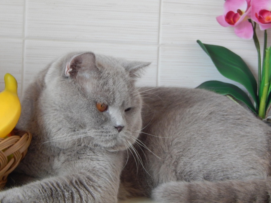 Вязка кошек Ташкент