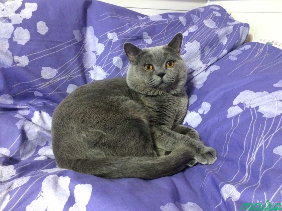 Симферополь шотландский прямоухий кот вязка