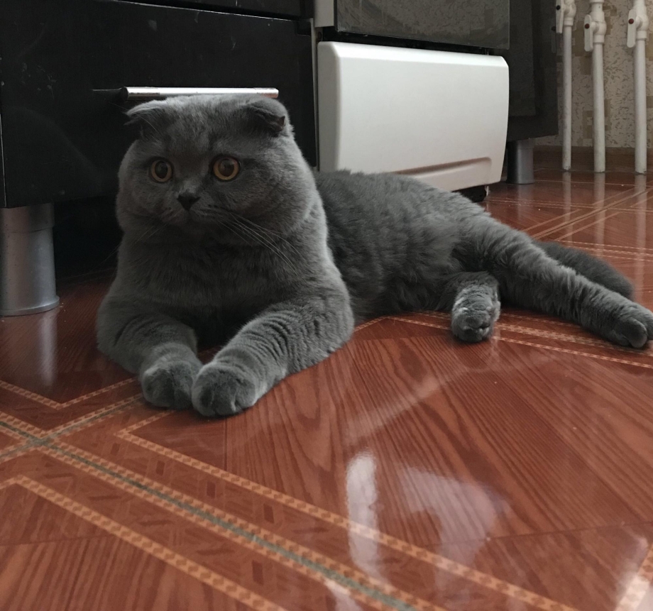 Спаривание котов и кошек