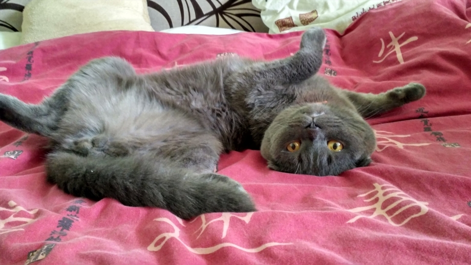 Вязка котов