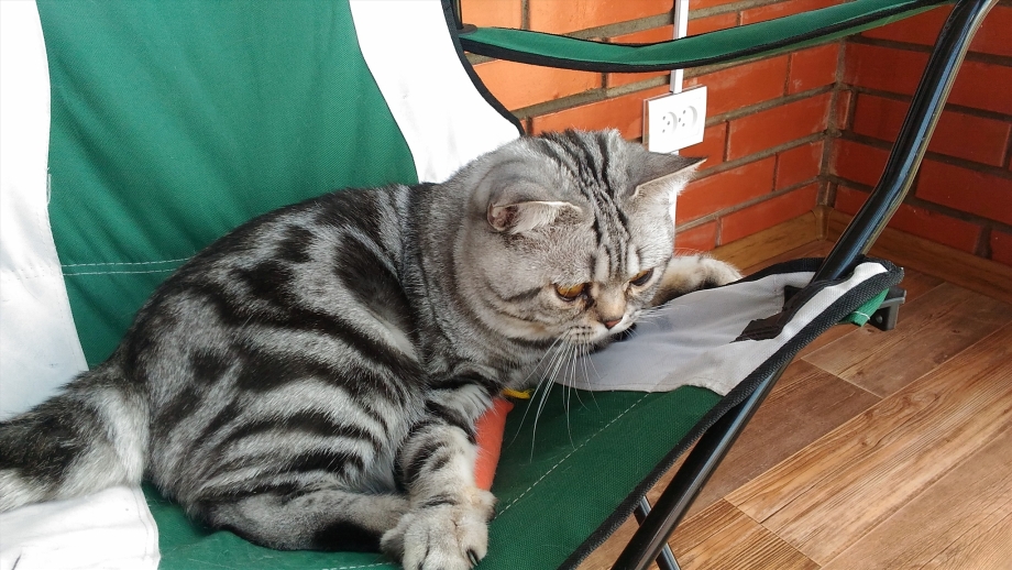 Скоттиш фолд мраморный
