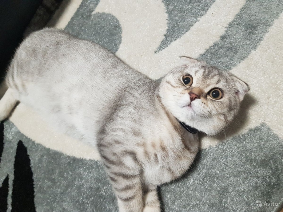 Вязка шотландский кот прямоухий