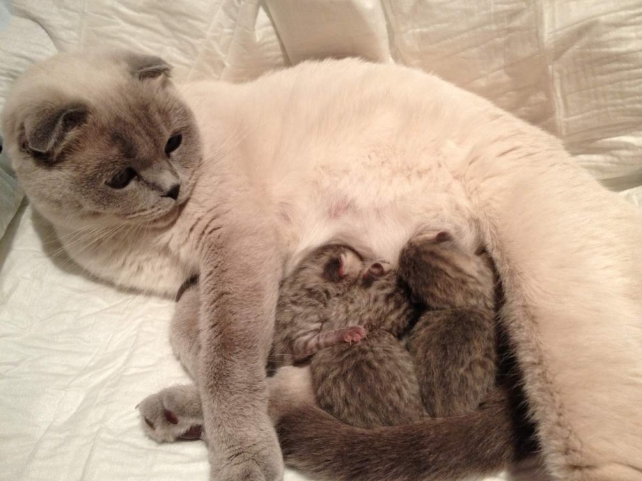 Кошка скоттиш фолд беременность