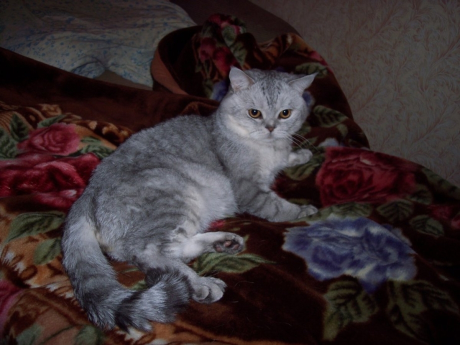 Кот шотландец прямоухий