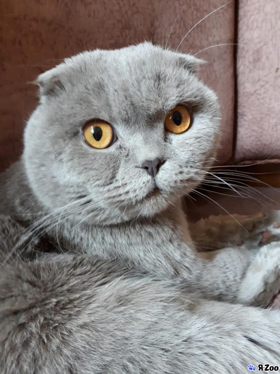 Бурманский лиловый кот вязка