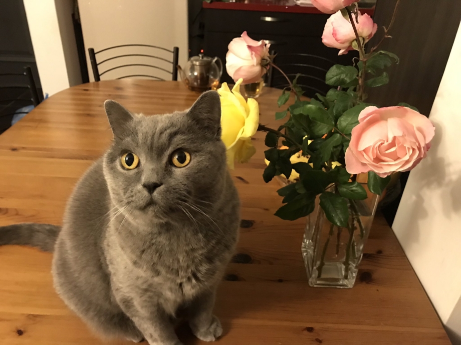 Жесткая вязка котов