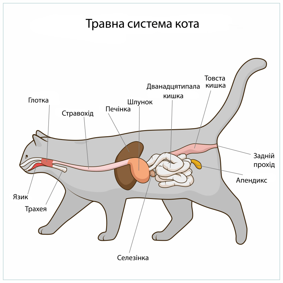 Мочекаменная болезнь у кота