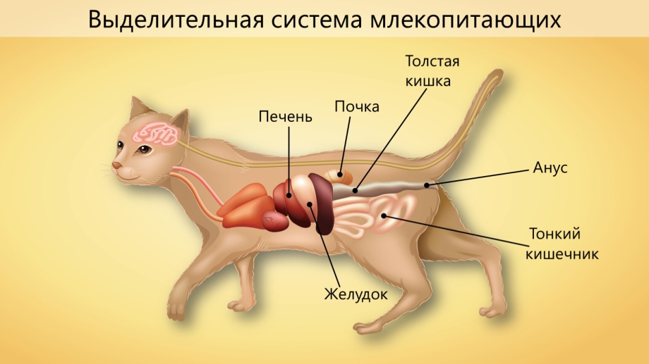 Анатомия кошки органы